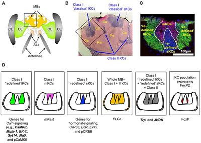 Kenyon Cell Subtypes/Populations in the Honeybee Mushroom Bodies: Possible Function Based on Their Gene Expression Profiles, Differentiation, Possible Evolution, and Application of Genome Editing